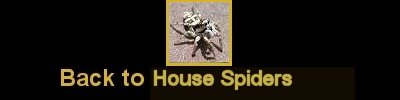 Click here to return to the House Spiders.