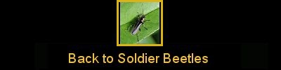 Click here to return to soft-winged beetles, such as Soldier Beetles and Soft-winged Flower Beetles.