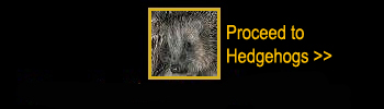 Click here to go on to the Hedgehogs Page