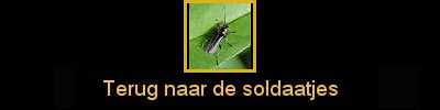 Klik hier om terug te gaan naar de weekschildkevers, zoals soldaatjes en basterdweekschildkevers.