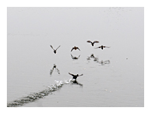 landscape photograph of group of birds flying above water and a bird attempting to fly leaving a track on water surface