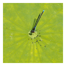 photograph of Small red-eyed damselfly (Erythromma viridulum) sitting in the middle of the leaf of water plant