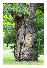 photo of an old oak tree