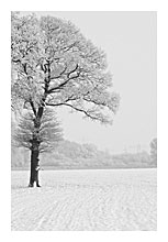 photo of winter landscape with a solitary tree covered with snow