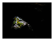 photo of wet rock with plants and light effect