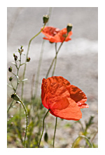 Photo of red poppies in bright light