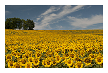 photo of the field of sunflowers in summer