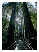 photo of Redwood trees in Muir Woods National Park