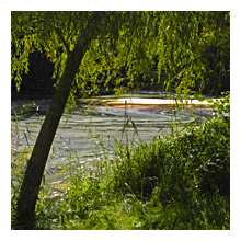 photo of the landscape with tree, green shrubs and colourful pattern on water surface