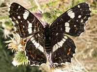 foto van Araschnia levana, vlinder Landkaartje