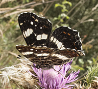 foto van Araschnia levana, vlinder Landkaartje