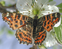photograph of Map Butterfly