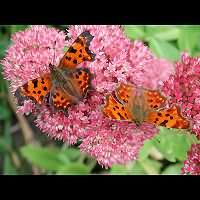 photograph of Comma Butterfly