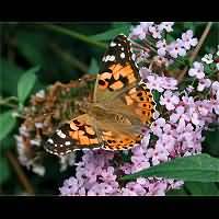 photograph of Painted Lady