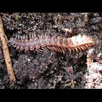 photograph  of Flat-backed Millipede (Polydesmus angustus)
