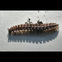 photo  of Flat-backed Millipede (Polydesmus angustus)