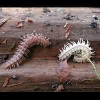 photograph Flat-backed Millipede