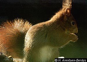 Squirrel 4. Photographer: Hania Berdys (photog@gardensafari.net)