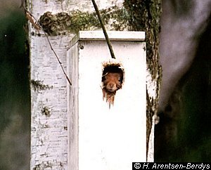 Squirrel in nesting box 1. © Hania Berdys (photog@gardensafari.net)