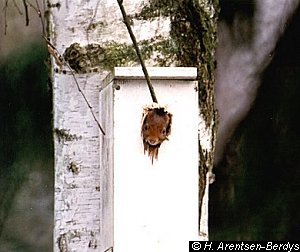 Squirrel in nesting box 2. © Hania Berdys (photog@gardensafari.net)