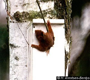 Squirrel in nesting box 3. © Hania Berdys (photog@gardensafari.net)