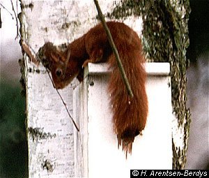 Squirrel in nesting box 4. © Hania Berdys (photog@gardensafari.net)