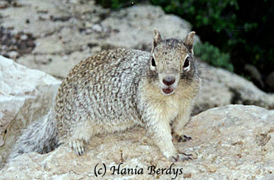 Grondeekhoorn. © Hania Berdys (photog@gardensafari.net)
