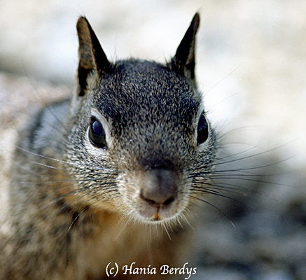 American Grey Squirrel photographed in California, USA. © Hania Berdys (photog@gardensafari.net)