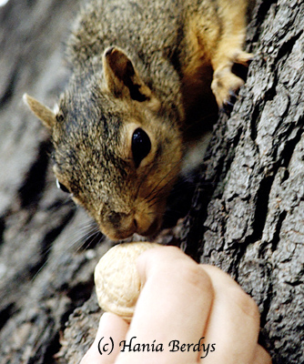 American Grey Squirrel photographed in California. © Hania Berdys (photog@gardensafari.net)