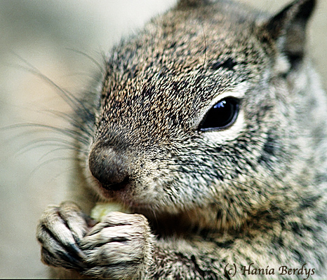 Groundsquirrel from California USA. © Hania Berdys (photog@gardensafari.net)