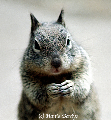 Groundsquirrel from California USA. © Hania Berdys (photog@gardensafari.net)