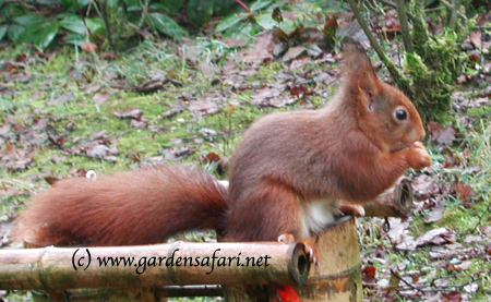 Squirrel. © Hania Berdys (photog@gardensafari.net)