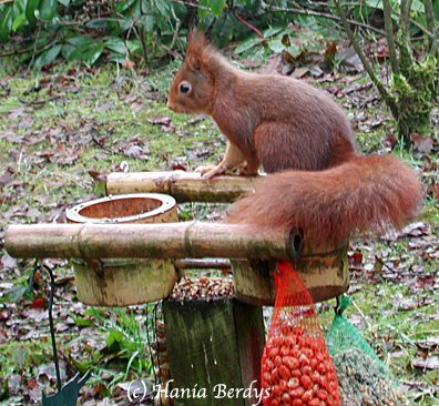 Squirrel. © Hania Berdys (photog@gardensafari.net)