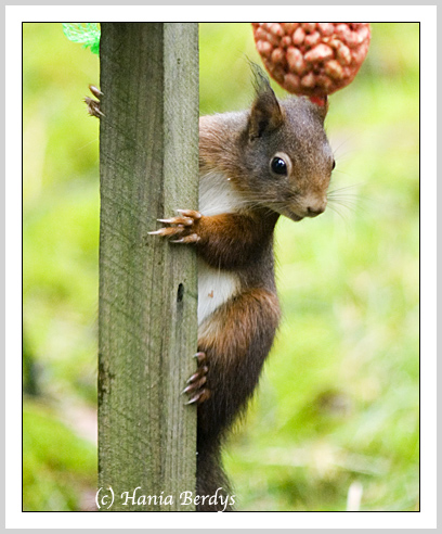 Squirrel in the garden © Hania Berdys (photog@gardensafari.net)