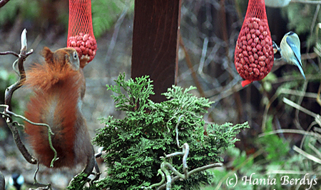 Squirrel and Blue Titmouse side by side. © Hania Berdys (photog@gardensafari.net)
