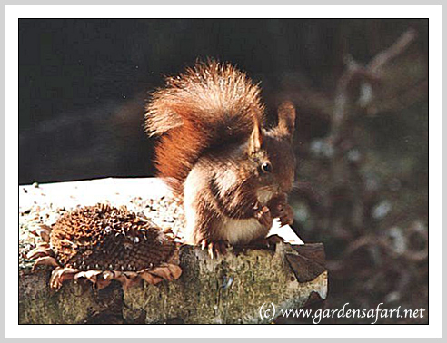 Squirrel with sunflower seeds. © Hania Berdys (photog@gardensafari.net)