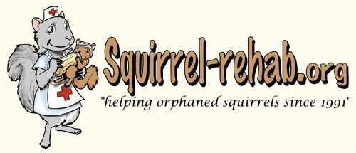 © Squirrel Rehab