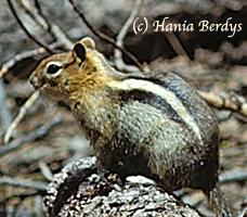 Chipmunk photographed in Sequoia National Park, California, USA. © Hania Berdys (photog@gardensafari.net)