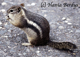 Chipmunk photographed in California, USA. © Hania Berdys (photog@gardensafari.net)