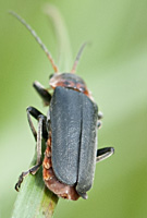 photograph of Soldier Beetle (Cantharis fusca)
