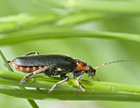 photograph of Soldier Beetle (Cantharis fusca)