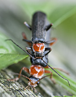 photograph of Soldier Beetle (Cantharis pellucida)