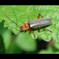photograph of Soldier Beetle (Cantharis pellucida)