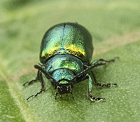 picture of Tansy Beetle, Chrysolina graminis