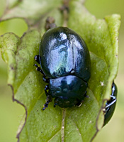 photograph Tansy Leaf Beetle