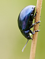 picture of Chrysolina varians, Chrysolina varians
