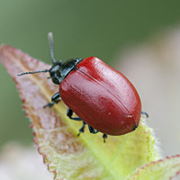 picture of Poplar Leaf Beetle, Chrysomela populi