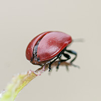 picture of Poplar Leaf Beetle, Chrysomela populi