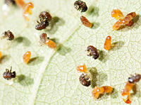 picture of Poplar Leaf Beetle, Chrysomela populi, Melastoma populi