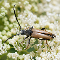picture of Red Longhorn Beetle, Corymbia rubra / Stictoleptura rubra